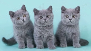 Britisch Kurzhaar Kätzchen