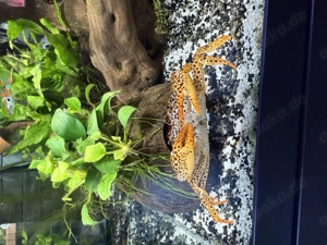 Pantherkrabbe, Krabbe ca. 1 Jahr alt