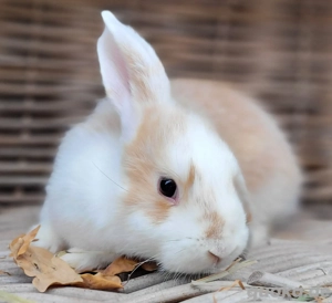 Zutrauliches Zwergwidder Baby Paar abzugeben-geimpft kastriert