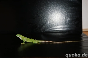 2.0 Brachylophus fasciatus ( Fidschi Leguan ) Bild 3