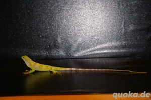 2.0 Brachylophus fasciatus ( Fidschi Leguan ) Bild 2