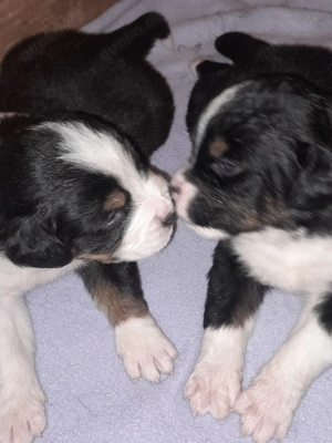 Bernersennen- Schäferhundmix