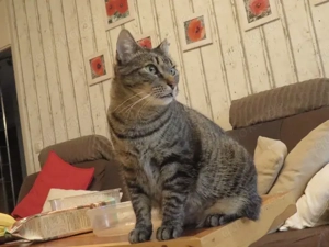 JALEA - liebevolle Katze sucht Zuhause