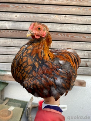 Zwerg Wyandotten Hahn Huhn