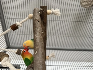 Zwei süße Pfirsichköpfchen abzugeben inkl. Zubehör 