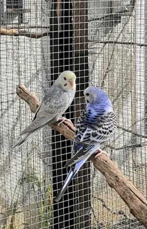 Wellensittiche abzugeben 