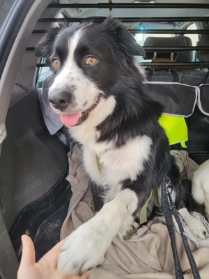 *ARKANI* Er ist freundlich, sanft, aktiv, verspielt, sehr klug, und er braucht konsequente Führung