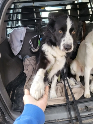 *ARKANI* ist bereits in Deutschland auf Pflegestelle. Sie dürfen ihn dort gerne kennenlernen. 