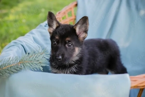 Welpe *HULK* Der Kleine ist welpentypisch lieb, aktiv und neugierig