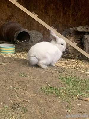 Kaninchen (Zwergwidder)