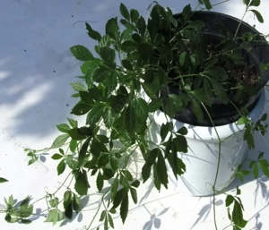 Jiaogulan Pflanze von Ethnoherbarius