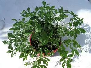 Jiaogulan Pflanze von Ethnoherbarius Bild 2