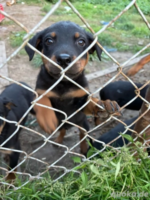Rotti welpen 