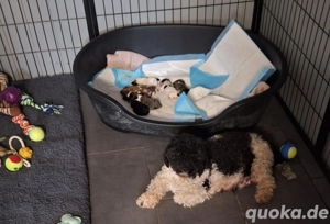 2 kleine Bolonka Welpen suchen ein Zuhause