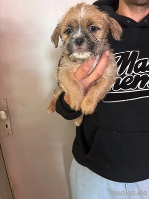 shih-tzu pocket welpen 