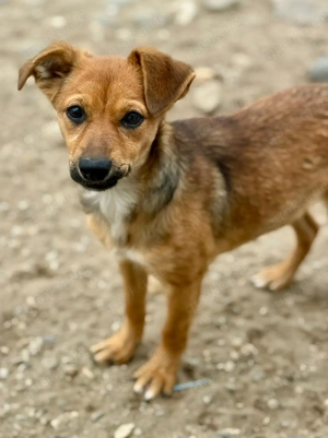 Sonnenschein Tinchen wünscht Körbchen auf Lebenszeit 