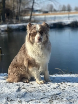 Familienhund,super liebe Australian Shepherd Hündin