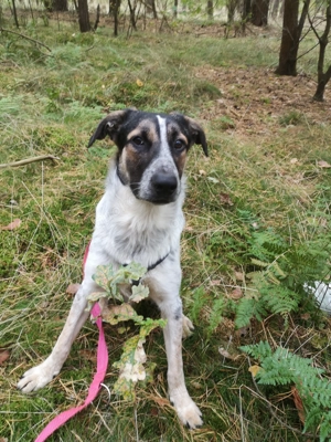 Junger Rüde sucht ein Zuhause 