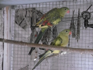 Bergsittich gesäumt verd.spalt Lutino