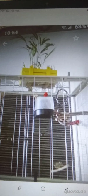 großer Nymphensittich Käfig