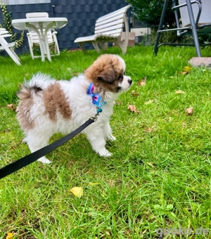 Zuckersüße Malipom wie Maltipoo (Malteser& Pomeranian)
