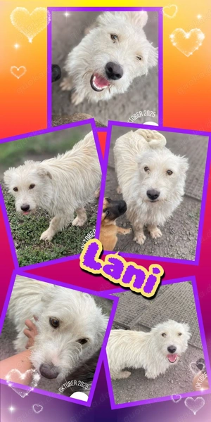 kleine, menschenbezogene, verschmuste, fröhliche Hündin "Lani" sucht ein liebevolles Zuhause