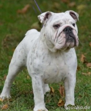 Englische Bullgogge Rüde