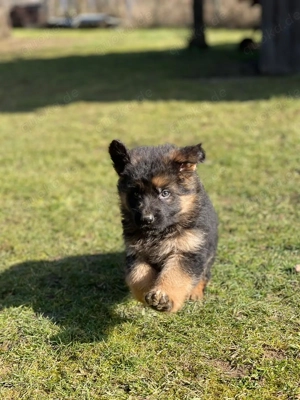 Schäferhundewelpen abzugeben