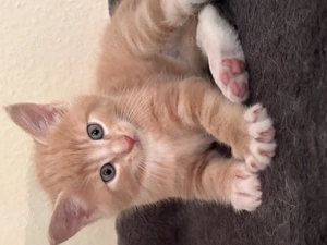 Norwegische Waldkatzen Mix