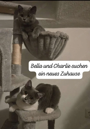 Britisch kurzhaar Babys 