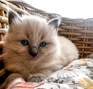 Nur noch 2 zauberhafte Ragdoll ähnl. Heilige Birma Kitten! Katzenbabys   Kitten  Bild 5