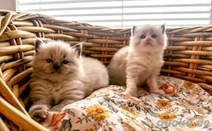 Nur noch 2 zauberhafte Ragdoll ähnl. Heilige Birma Kitten! Katzenbabys   Kitten  Bild 6