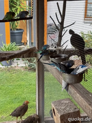 junge Wellensittiche