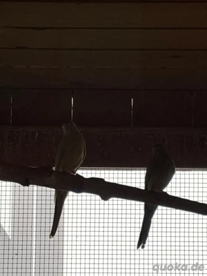 Singsittich weibchen 2024