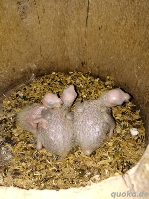 Papagei, Amazone, Gelbnackenamazonen, Jungvögel 