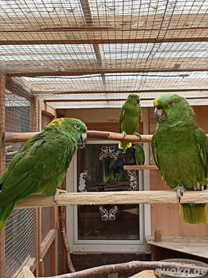 Gelbnackenamazonen, Jungvögel 