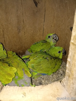 Papagei, Amazone, Gelbnackenamazonen, Jungvögel  Bild 3