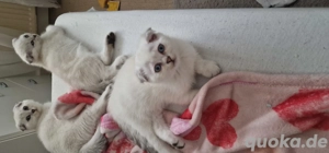 BKH Kitten Abholbereit  Bild 2