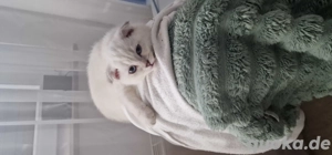 BKH Kitten Abholbereit  Bild 3