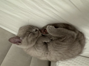 BKH jungen 12 Wochen alt