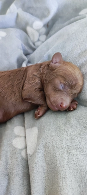  Wunderschöne Zwergpudel- und Toypudel-Welpen abzugeben! Bild 7