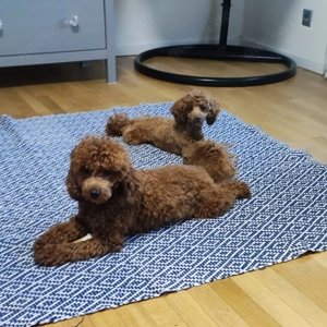  Wunderschöne Zwergpudel- und Toypudel-Welpen abzugeben! Bild 4