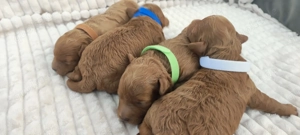  Wunderschöne Zwergpudel- und Toypudel-Welpen abzugeben! Bild 8