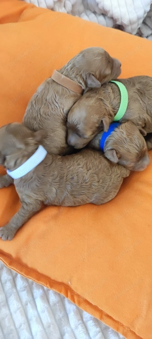  Wunderschöne Zwergpudel- und Toypudel-Welpen abzugeben! Bild 5