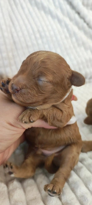  Wunderschöne Zwergpudel- und Toypudel-Welpen abzugeben! Bild 9