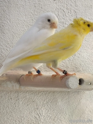 Kanarien Vögel Gelb Weibchen