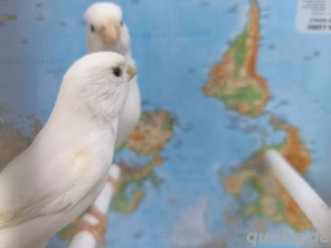 Kanarienvögel Paar Weiß 