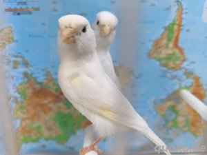 Kanarienvögel Paar Weiß  Bild 4