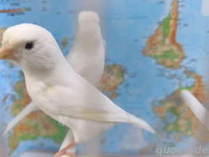 Kanarienvögel Paar Weiß  Bild 3