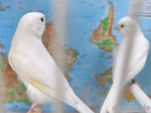 Kanarienvögel Paar Weiß  Bild 2